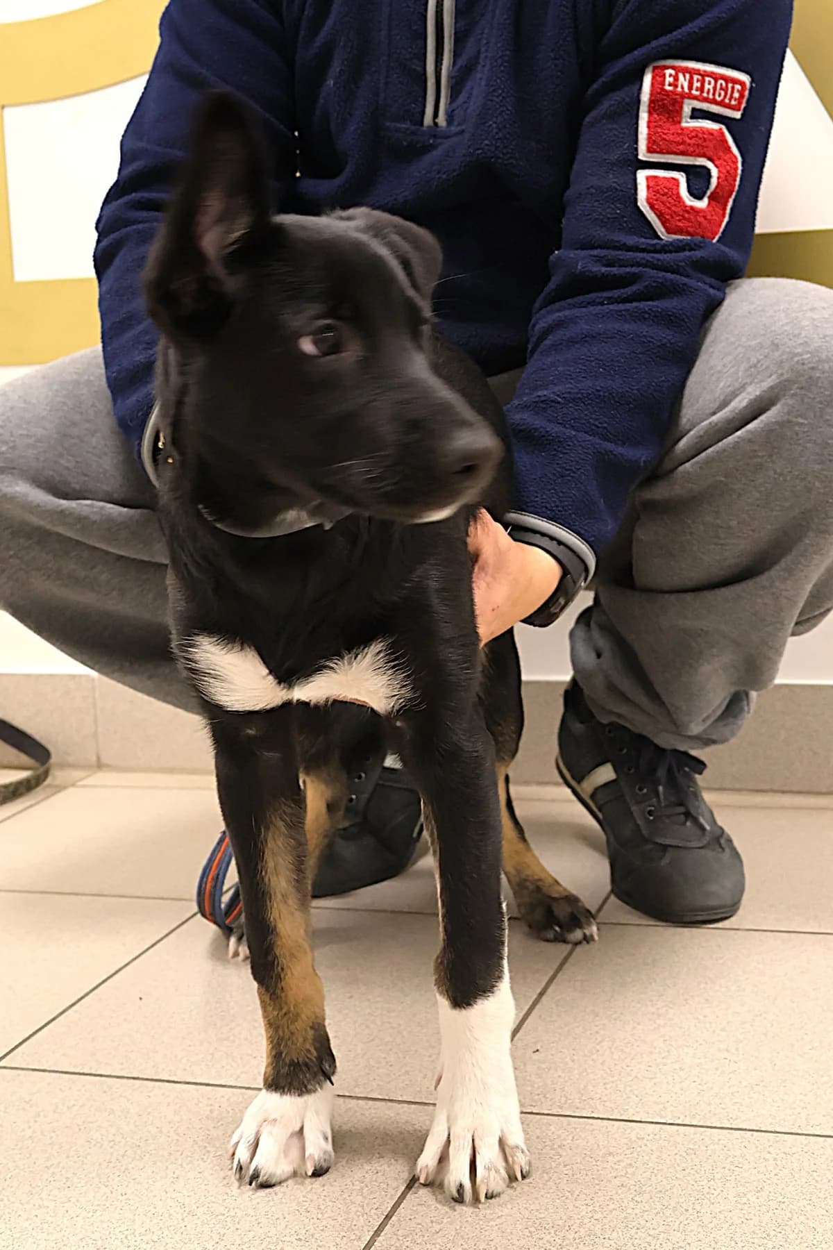 Bazyl, male puppy Mixed Breed for adoption at Schronisko Lodz, Lodz