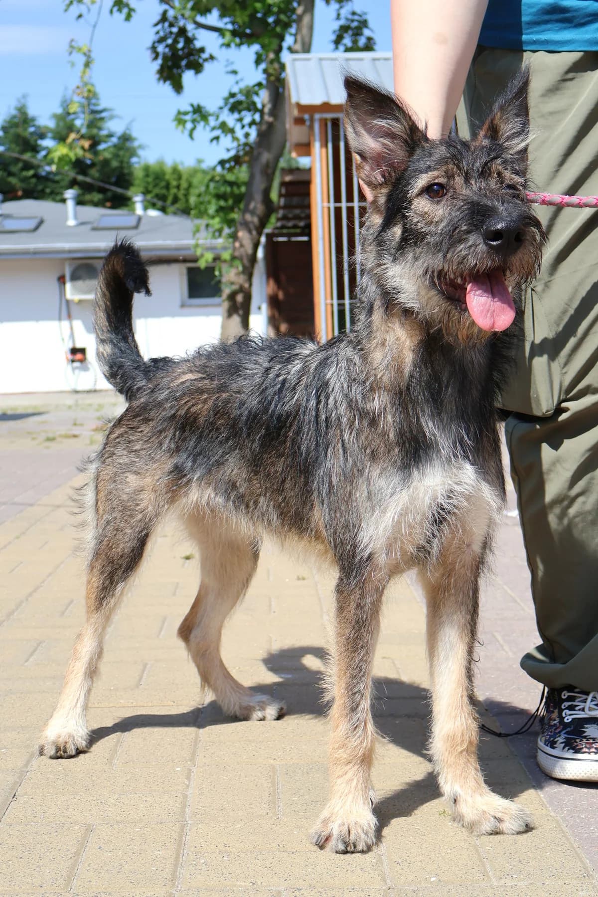 Baśka, female puppy Mixed Breed for adoption at Schronisko Lodz, Lodz