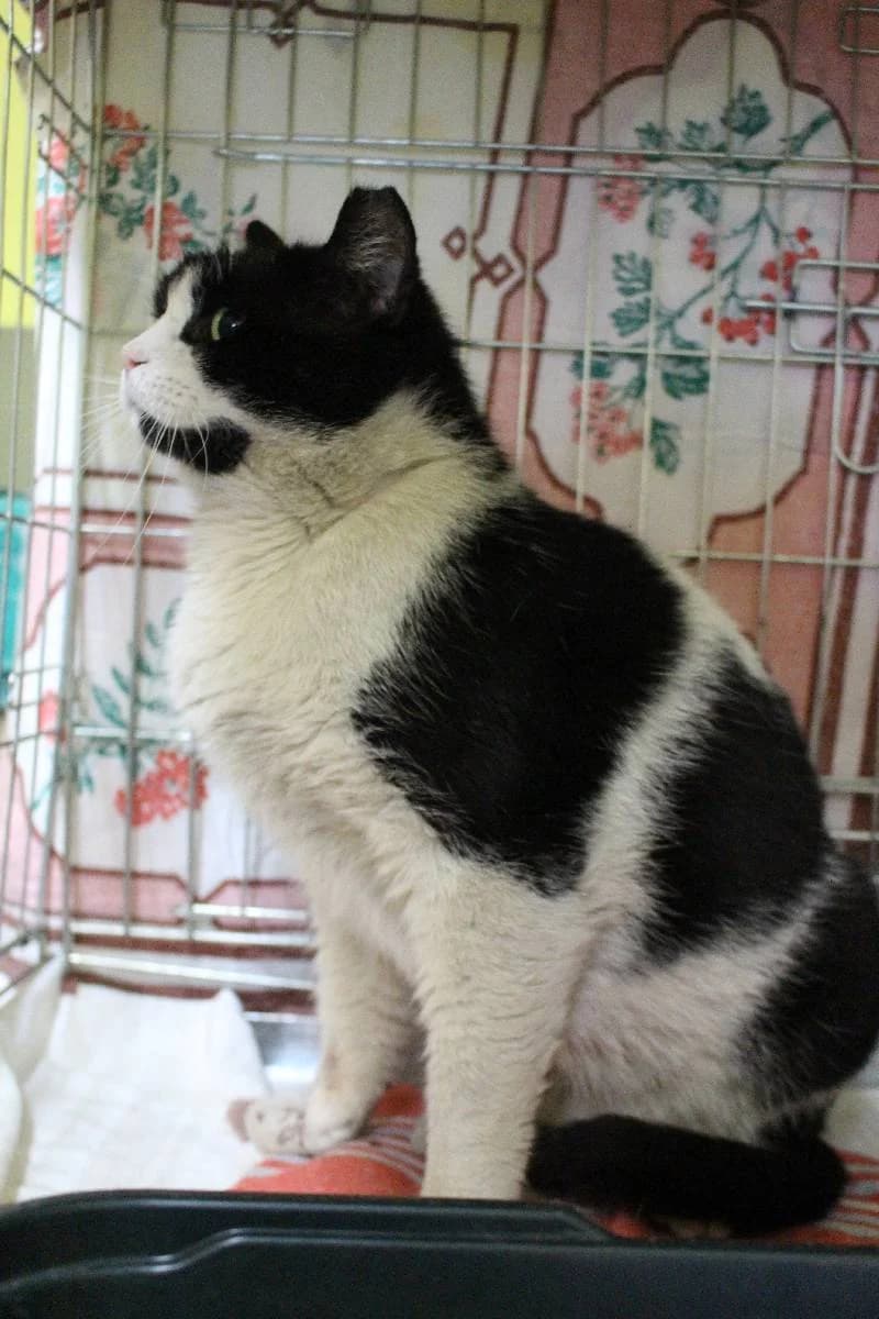 Cygan, male Mixed Breed for adoption at Schronisko Lodz, Lodz