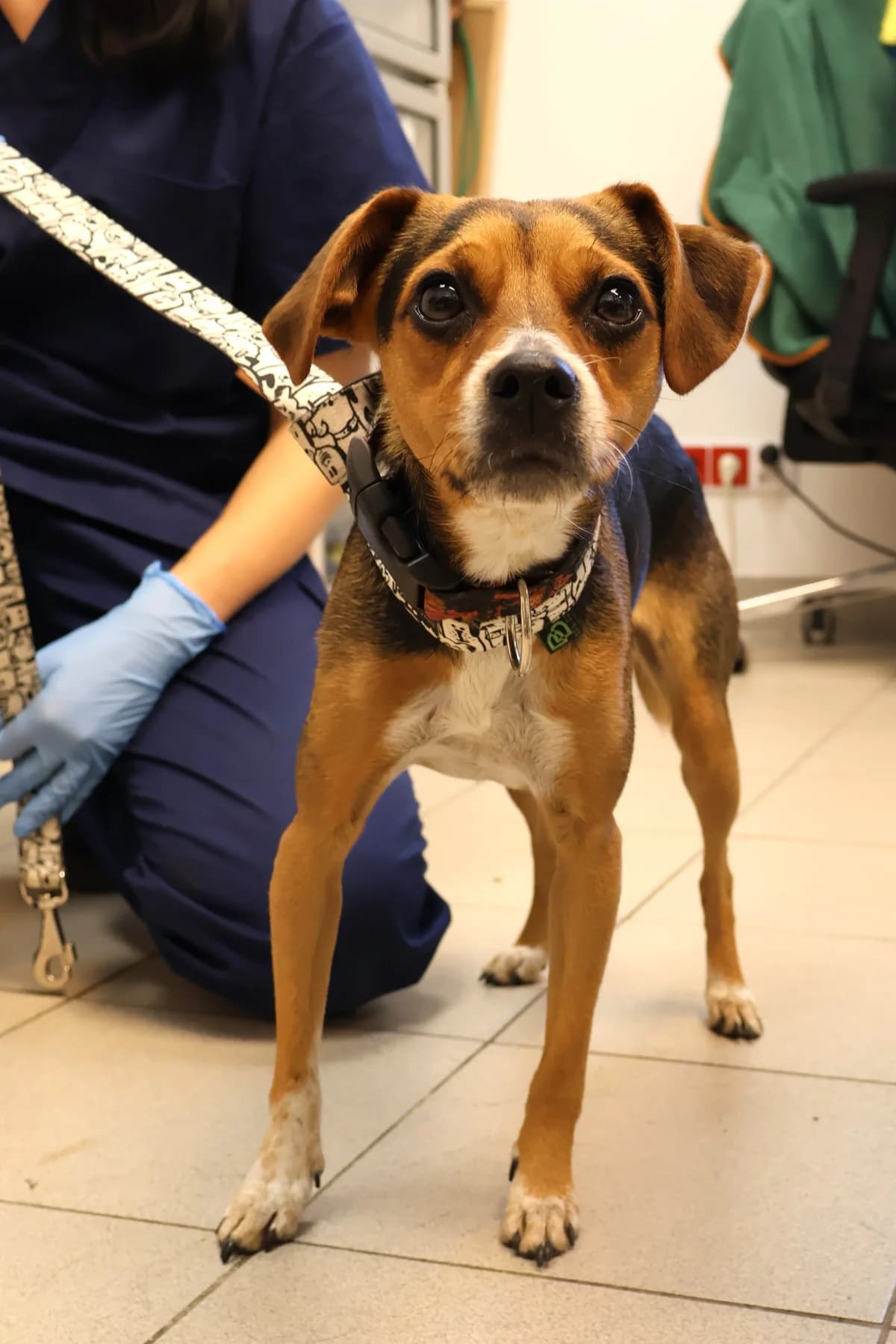 Dziundzia, female puppy Mixed Breed for adoption at Schronisko Lodz, Lodz