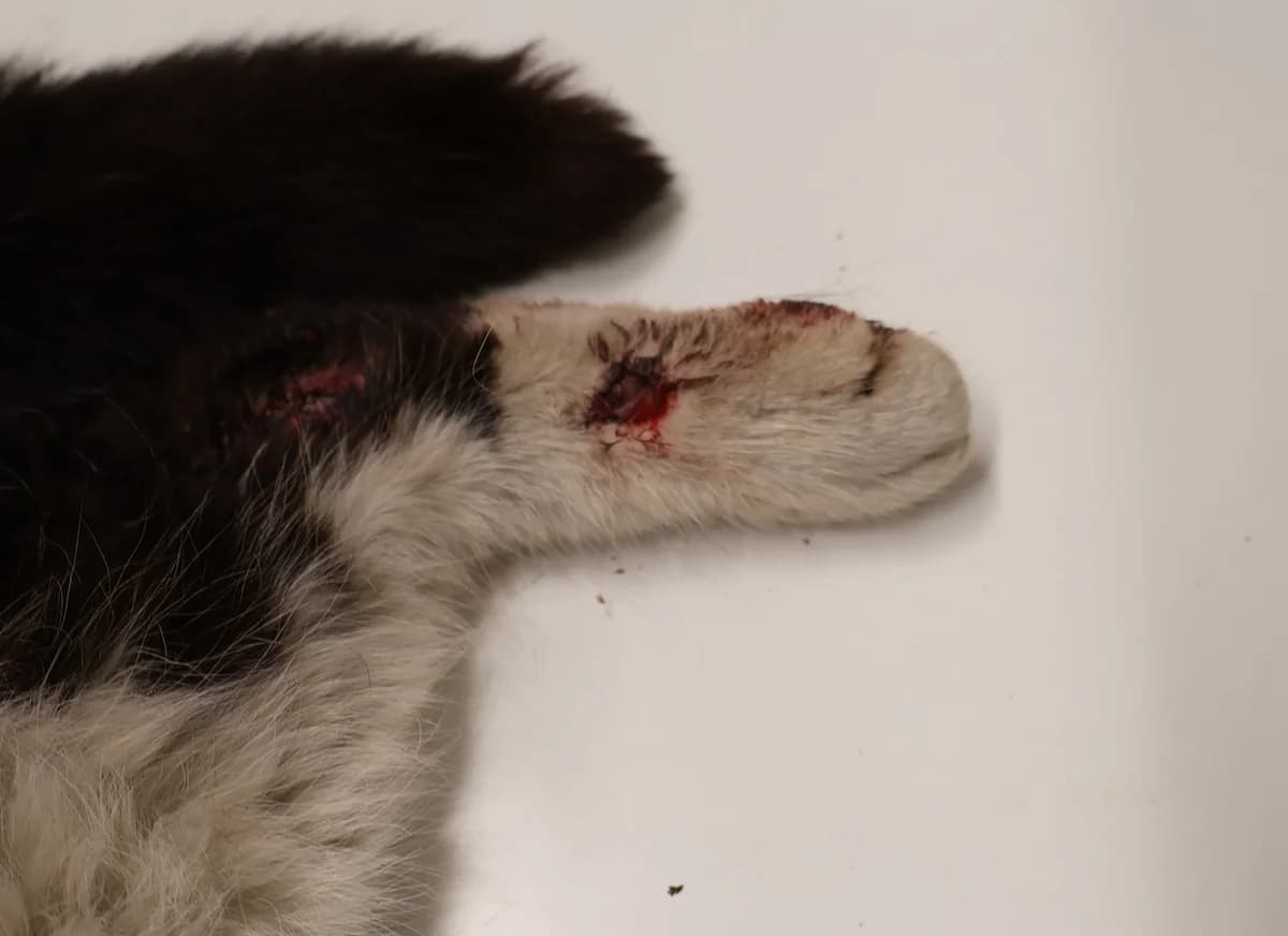 Czoki, male 7yo Mixed Breed for adoption at Schronisko Lodz, Lodz