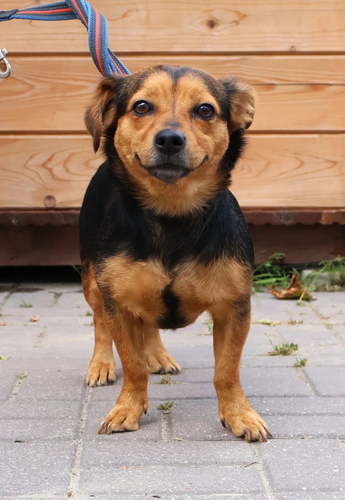 Holly, female young Mixed Breed for adoption at Schronisko Lodz, Lodz