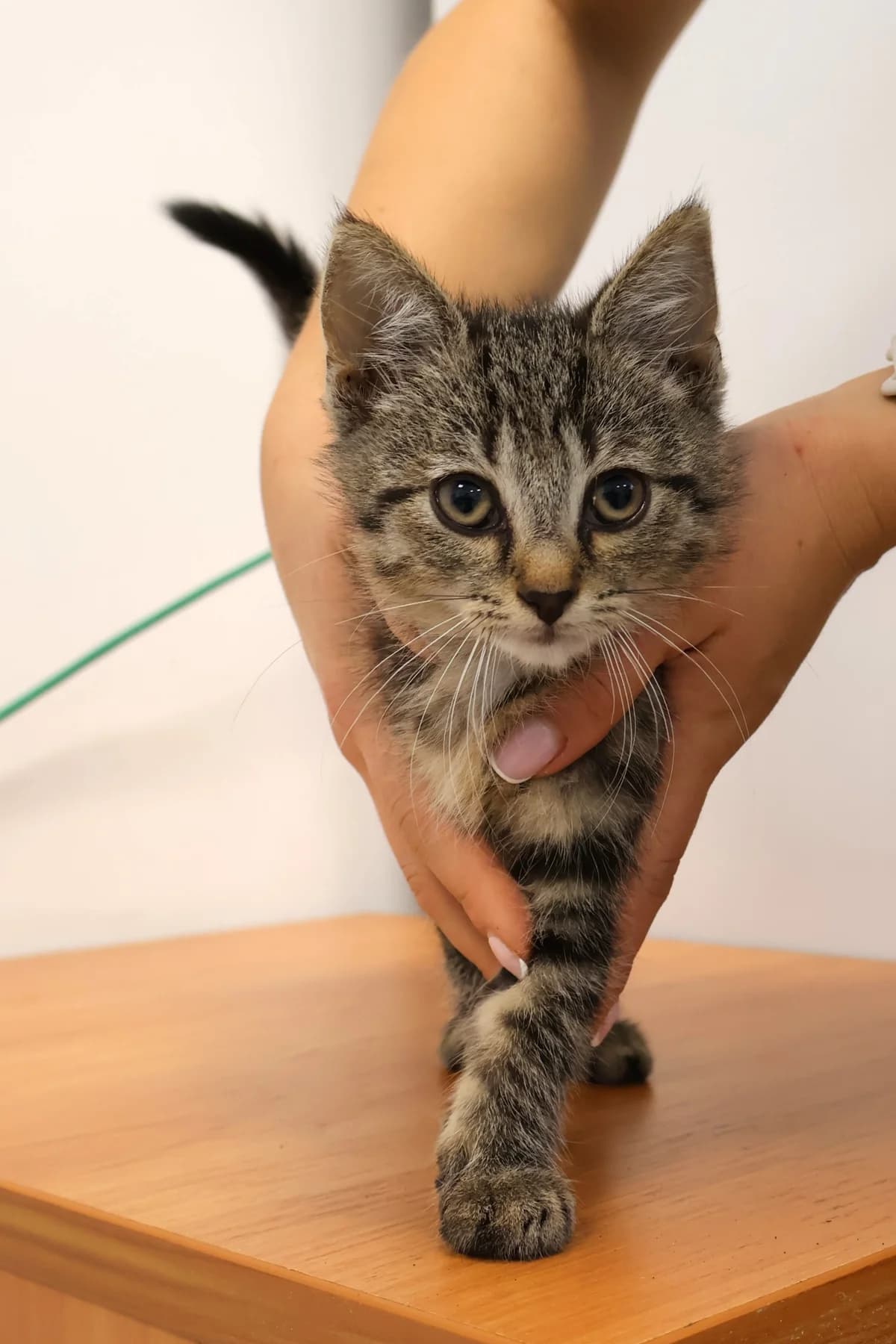 Azalia, female puppy Mixed Breed for adoption at Schronisko Lodz, Lodz