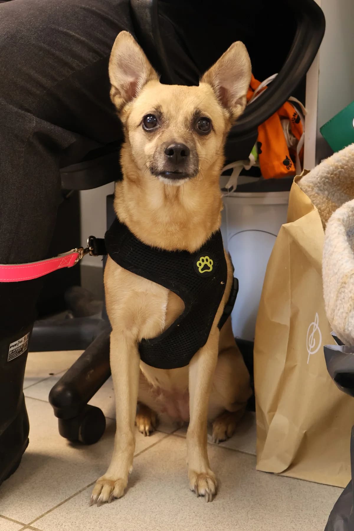 Beza, female 6yo Mixed Breed for adoption at Schronisko Lodz, Lodz