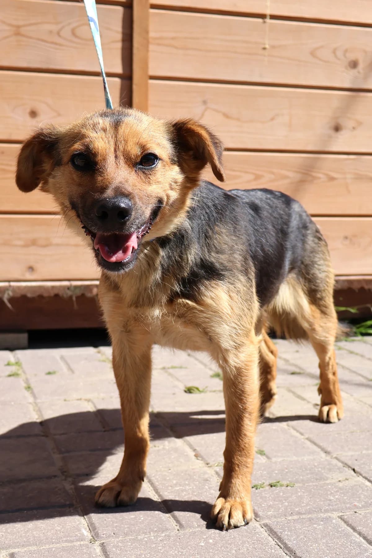 Tina, female young Mixed Breed for adoption at Schronisko Lodz, Lodz