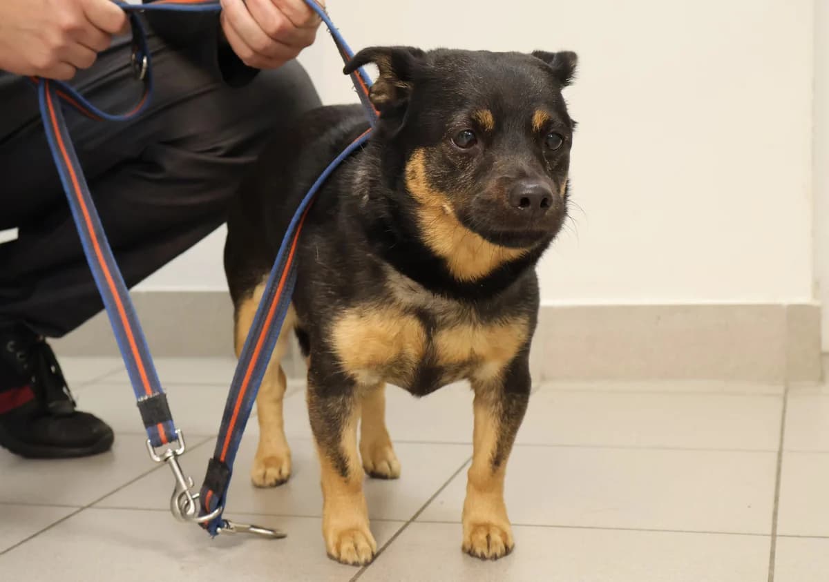 Fado, male senior Mixed Breed for adoption at Schronisko Lodz, Lodz