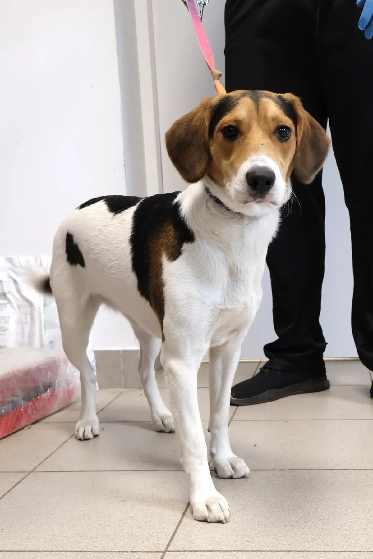 Piotruś, female Mixed Breed for adoption at Schronisko Lodz, Lodz