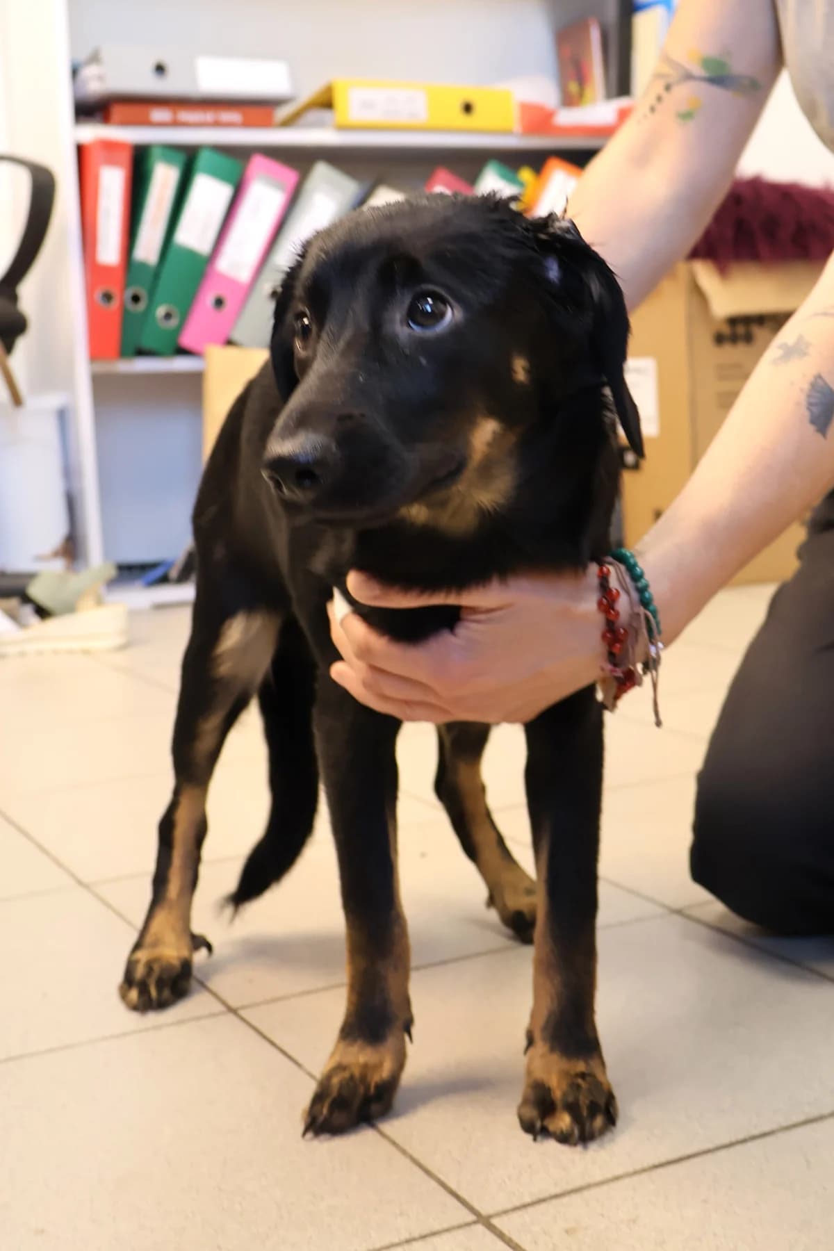 Benek, male puppy Mixed Breed for adoption at Schronisko Lodz, Lodz