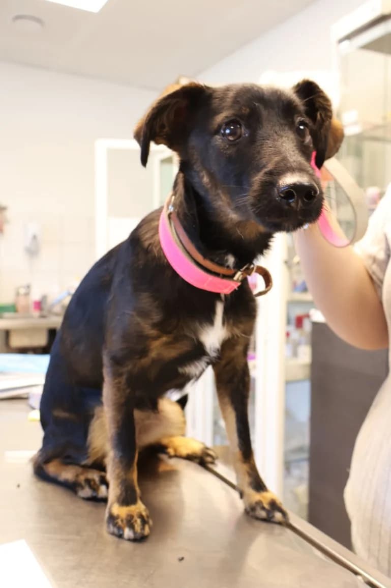 Sabinka, female puppy Mixed Breed for adoption at Schronisko Lodz, Lodz