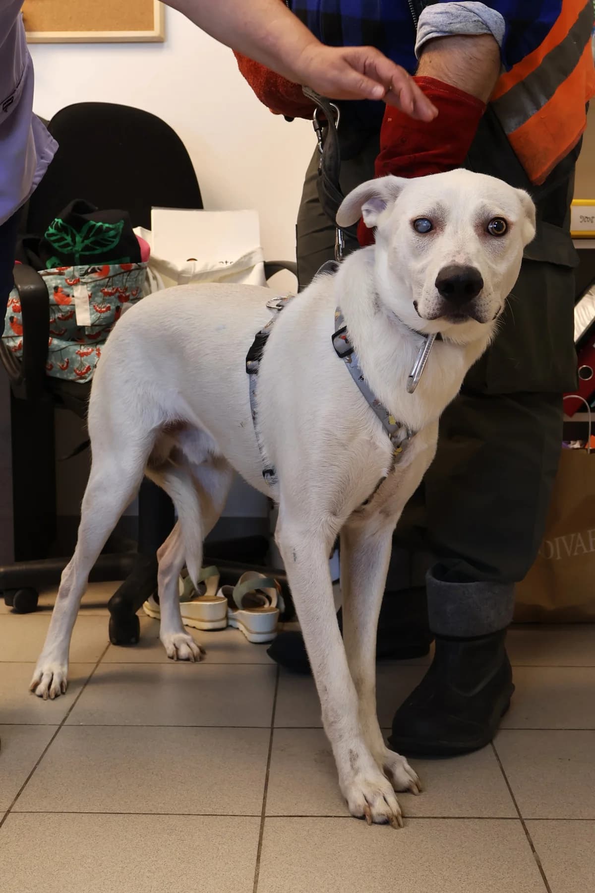 Pirat, male puppy Mixed Breed for adoption at Schronisko Lodz, Lodz