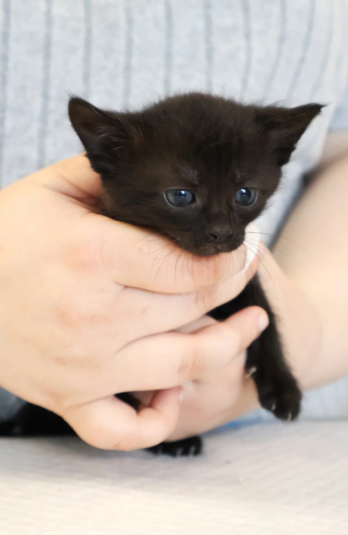 Gouda, female puppy Mixed Breed for adoption at Schronisko Lodz, Lodz