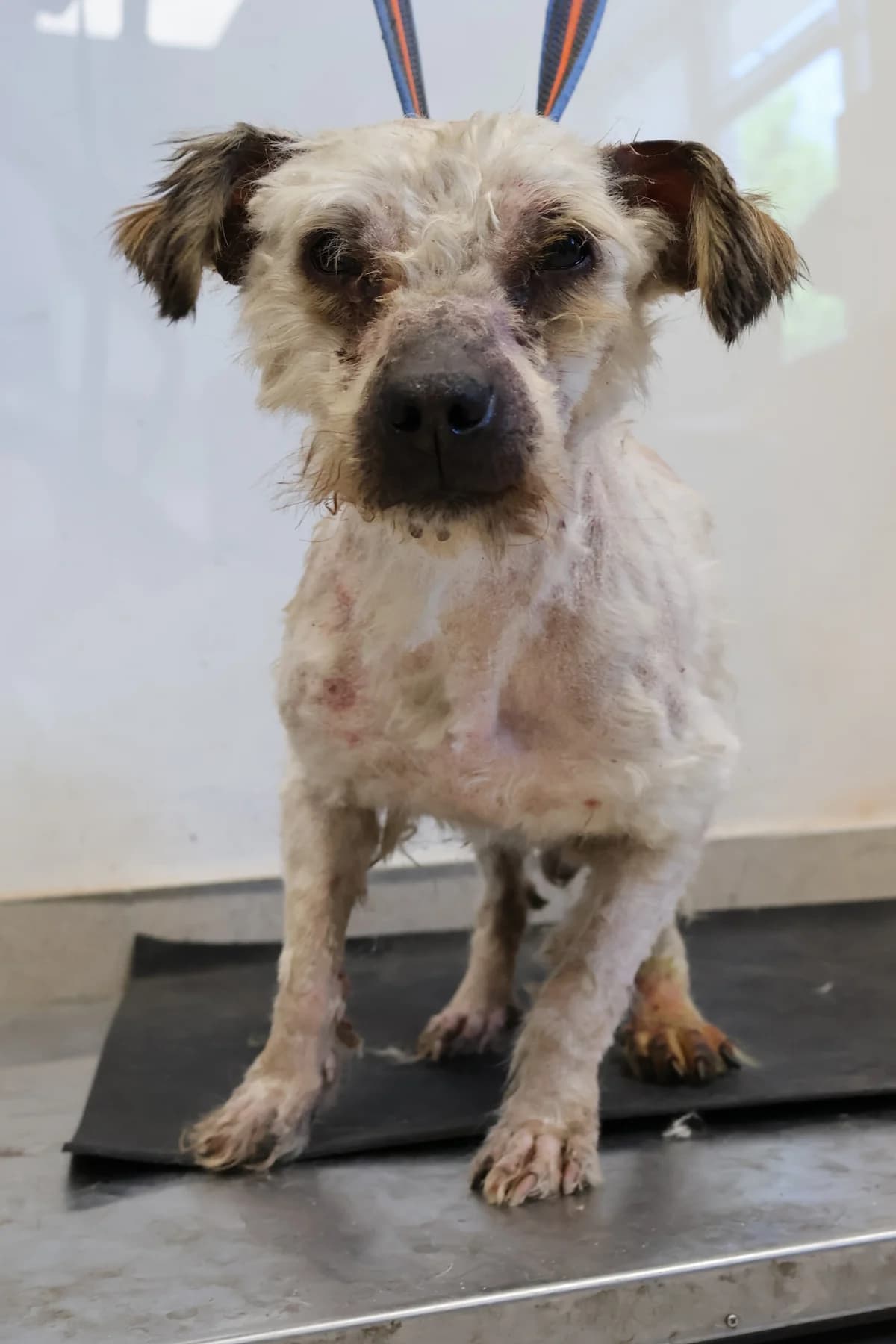 Morus, male senior Mixed Breed for adoption at Schronisko Lodz, Lodz