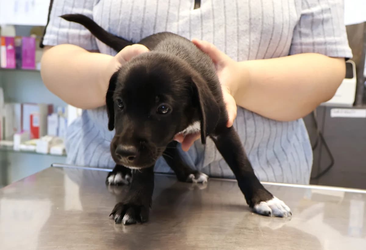 Bambi, female puppy Mixed Breed for adoption at Schronisko Lodz, Lodz