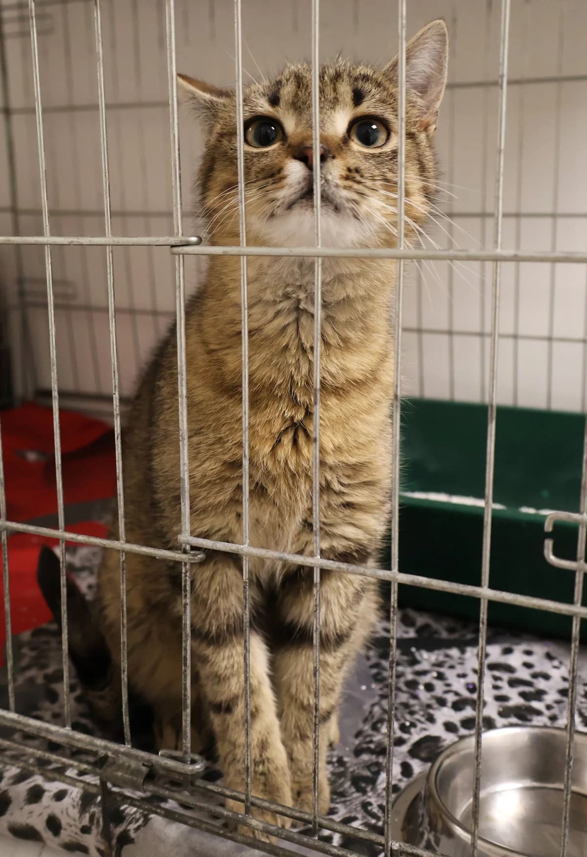 Dip, male young Mixed Breed for adoption at Schronisko Lodz, Lodz