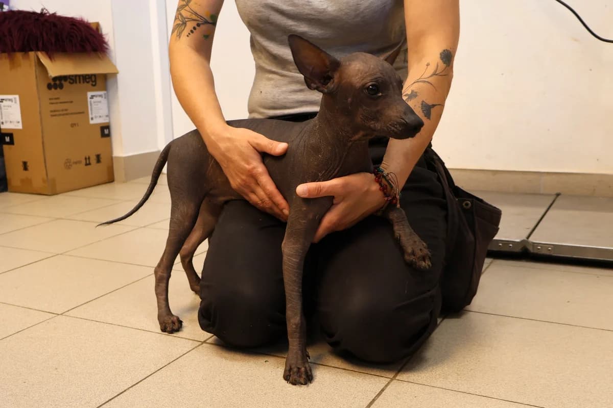Εysy, male puppy Mixed Breed for adoption at Schronisko Lodz, Lodz
