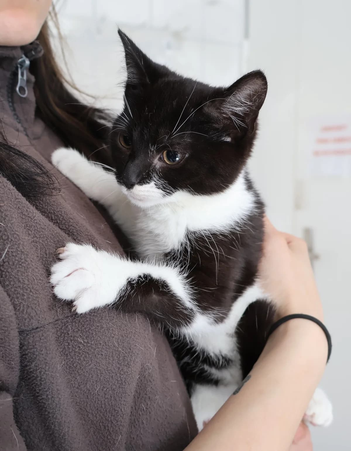 Ibiza, female Mixed Breed for adoption at Schronisko Lodz, Lodz