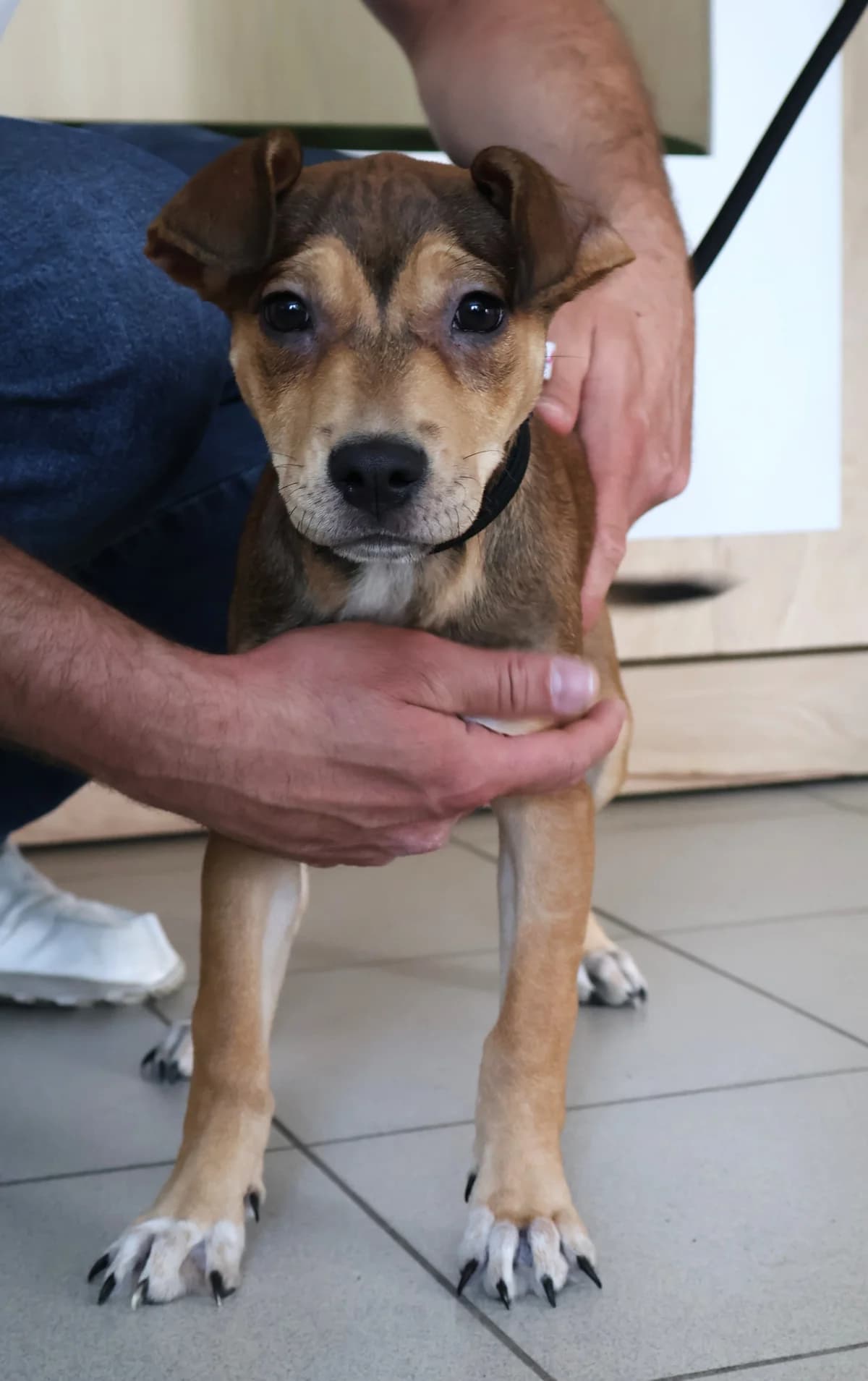 Lulu, female puppy Mixed Breed for adoption at Schronisko Lodz, Lodz