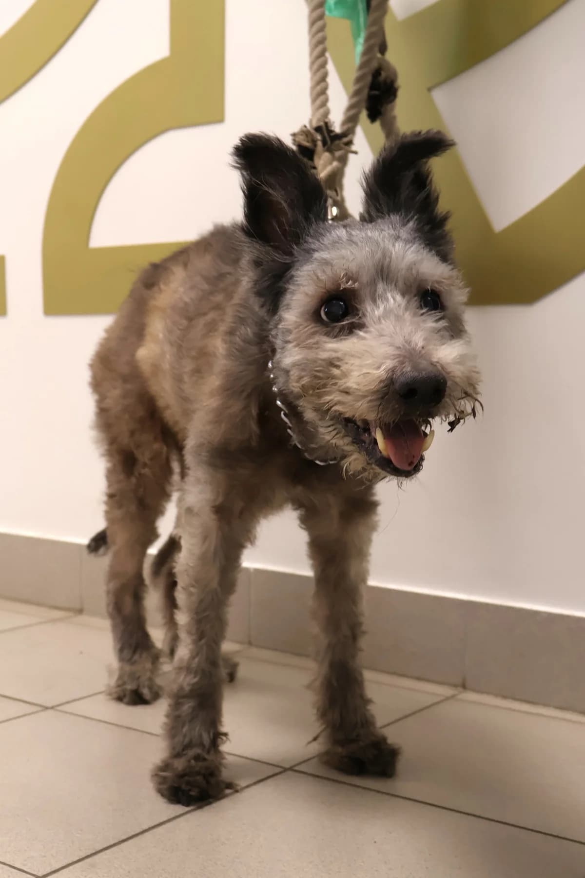 Łajka, female senior Mixed Breed for adoption at Schronisko Lodz, Lodz