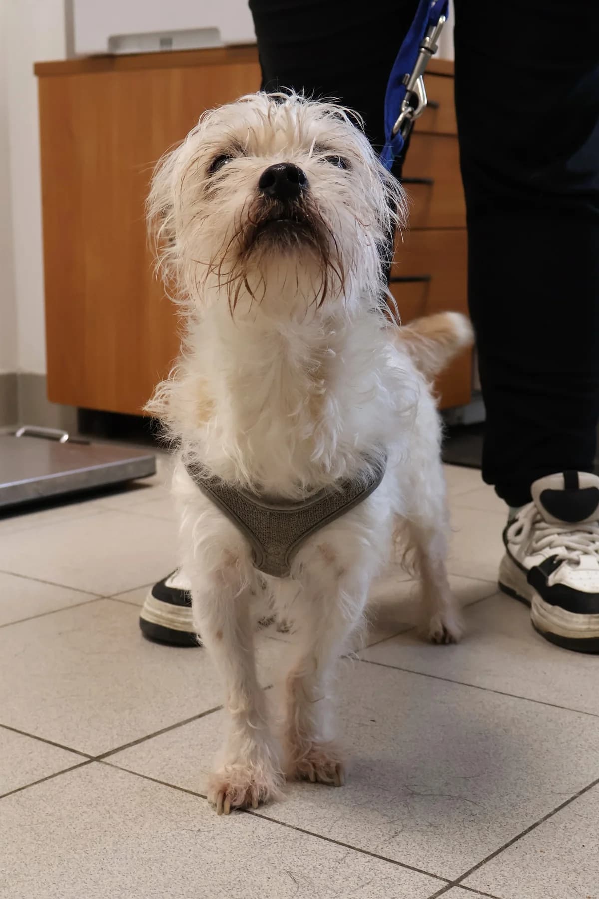 Dudek, male senior Mixed Breed for adoption at Schronisko Lodz, Lodz