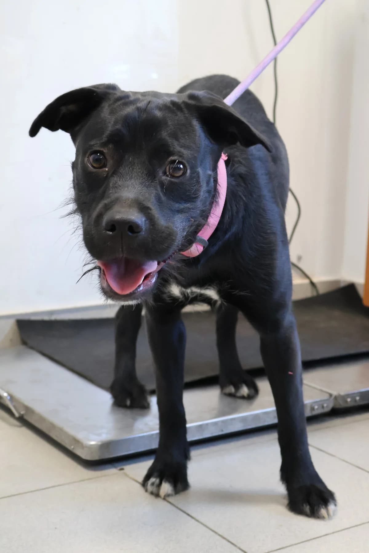 Dafne, female puppy Mixed Breed for adoption at Schronisko Lodz, Lodz