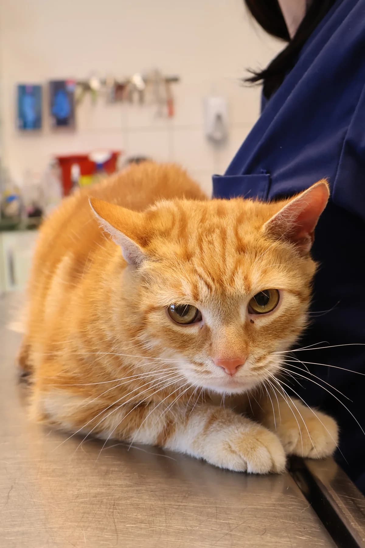 Loki, male 5yo Mixed Breed for adoption at Schronisko Lodz, Lodz