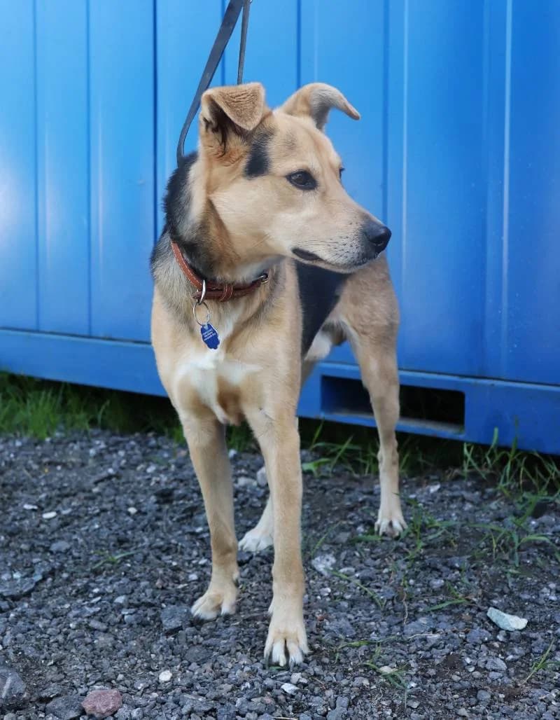 Baloo, male 6yo Mixed Breed for adoption at Schronisko Lodz, Lodz