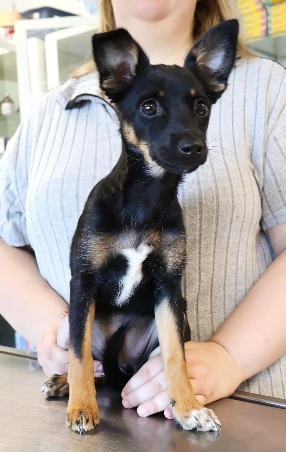 Fifi, female puppy Mixed Breed for adoption at Schronisko Lodz, Lodz