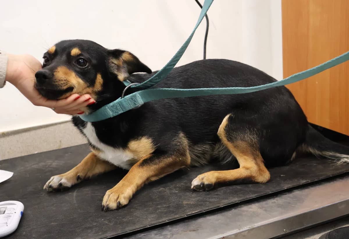 Tosia, female young Mixed Breed for adoption at Schronisko Lodz, Lodz