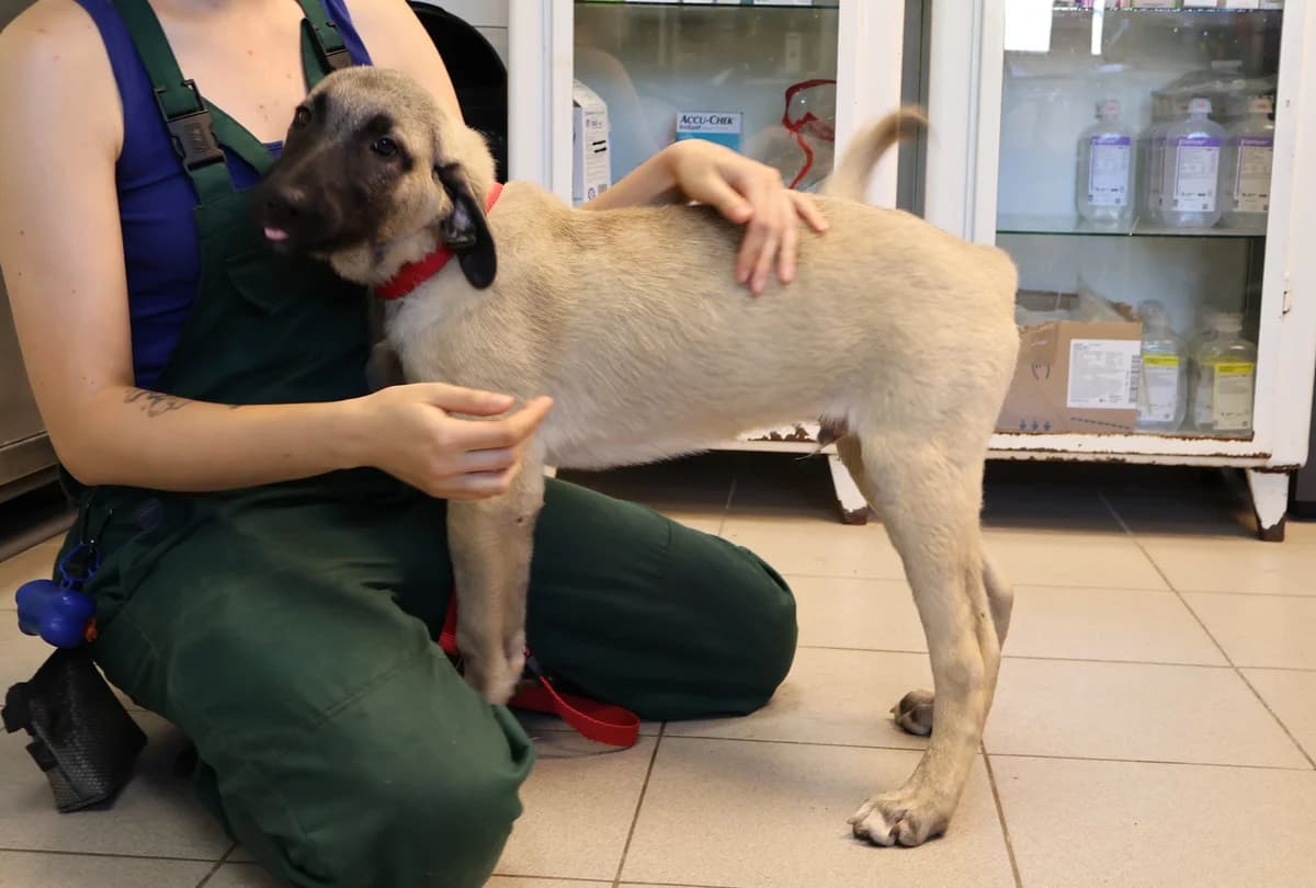 Misiek, male puppy Mixed Breed for adoption at Schronisko Lodz, Lodz