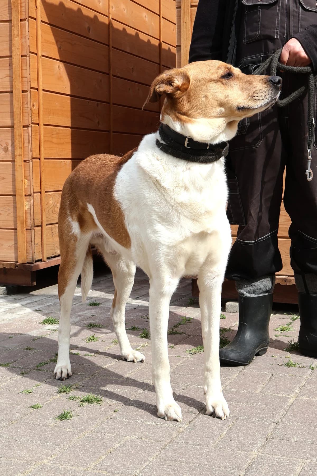 Kacper, male young Mixed Breed for adoption at Schronisko Lodz, Lodz