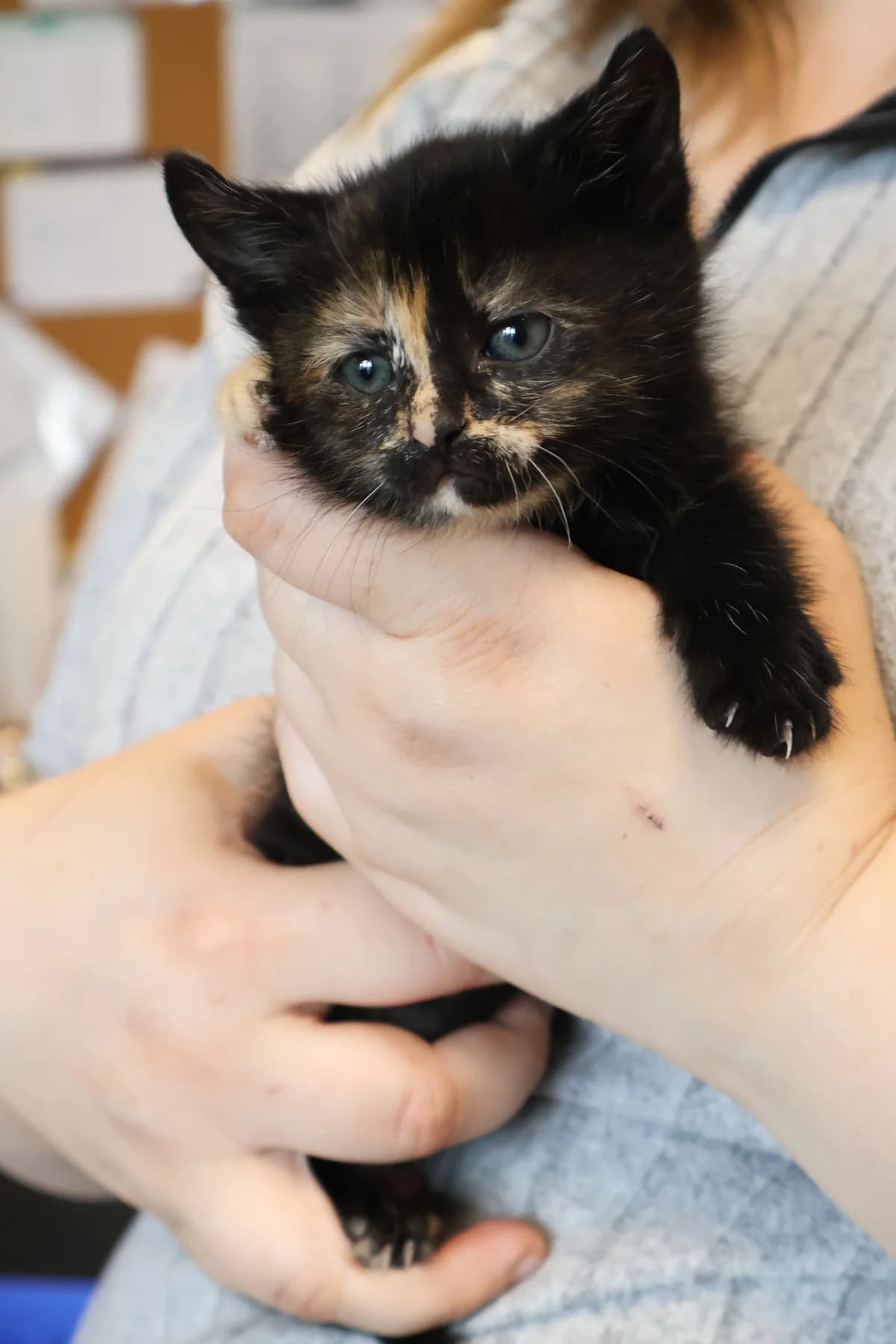 Feta, female puppy Mixed Breed for adoption at Schronisko Lodz, Lodz