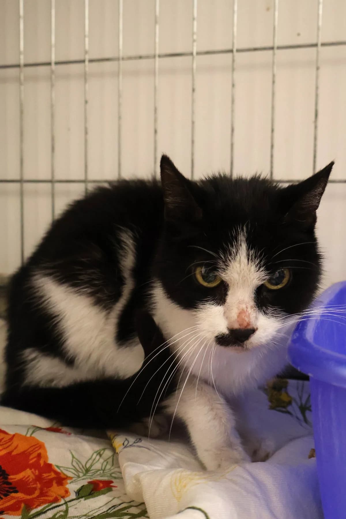Akina, female senior Mixed Breed for adoption at Schronisko Lodz, Lodz