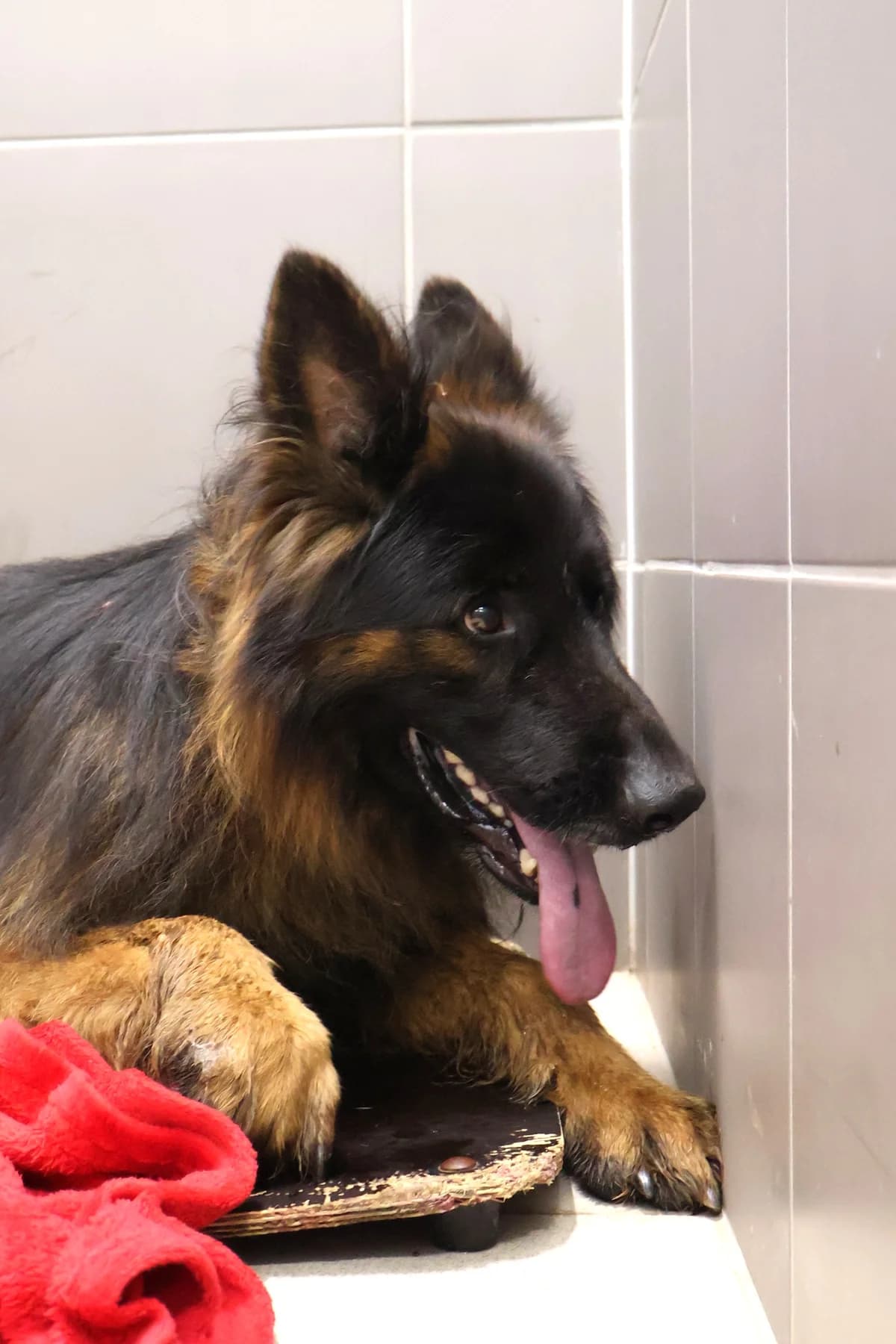 Szarik, male 6yo Mixed Breed for adoption at Schronisko Lodz, Lodz