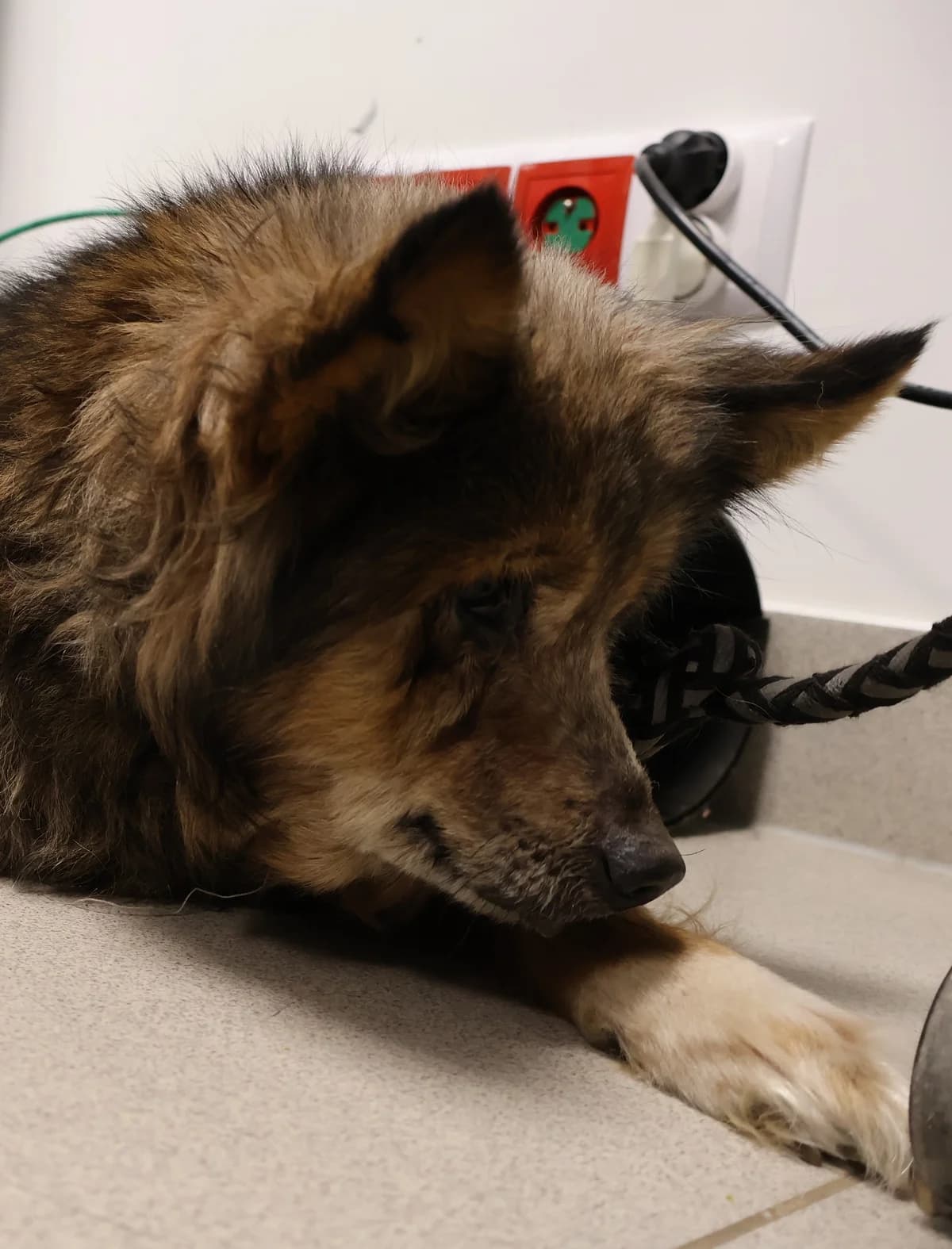 Pazurek, male Mixed Breed for adoption at Schronisko Lodz, Lodz