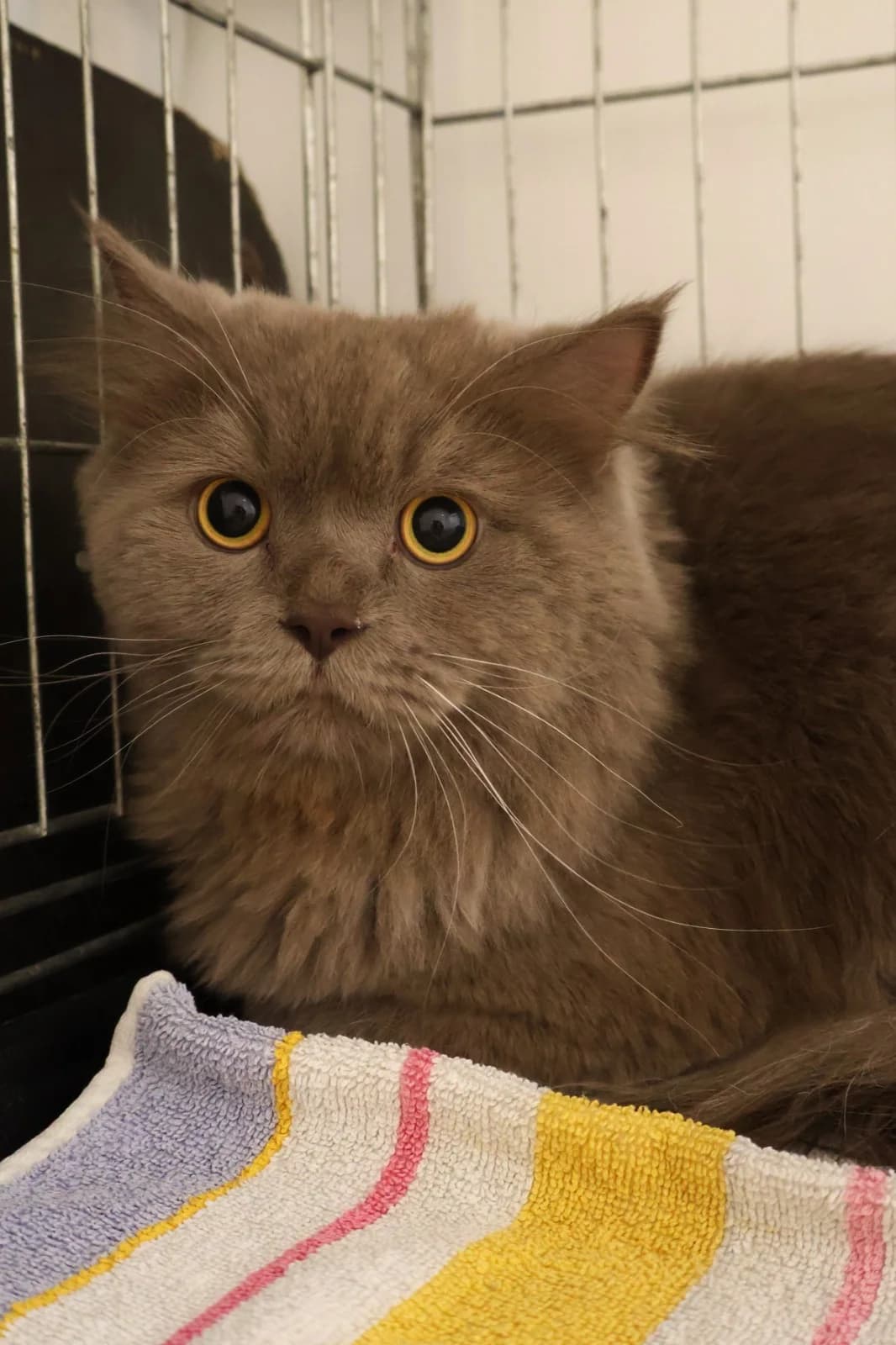 Bercik, male Mixed Breed for adoption at Schronisko Lodz, Lodz