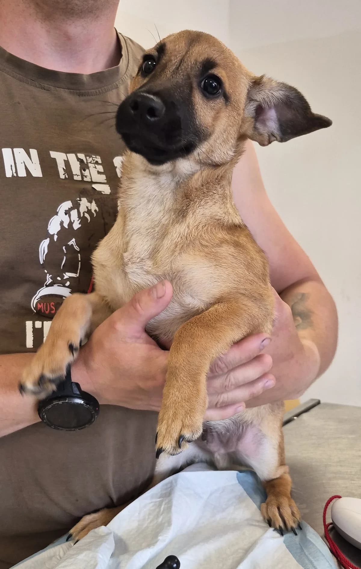Karmel, male puppy Mixed Breed for adoption at Schronisko Lodz, Lodz