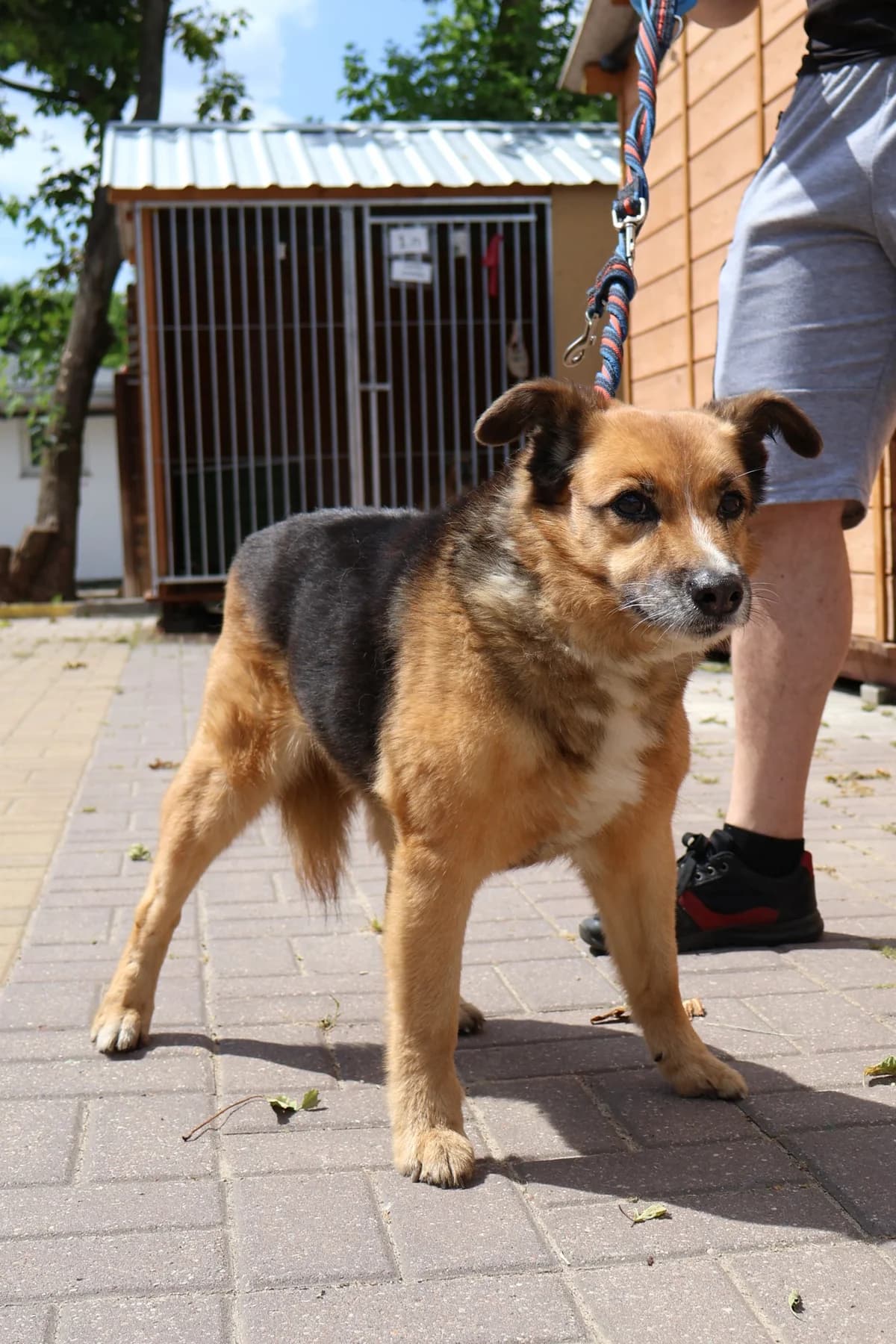 Tropik, male 7yo Mixed Breed for adoption at Schronisko Lodz, Lodz