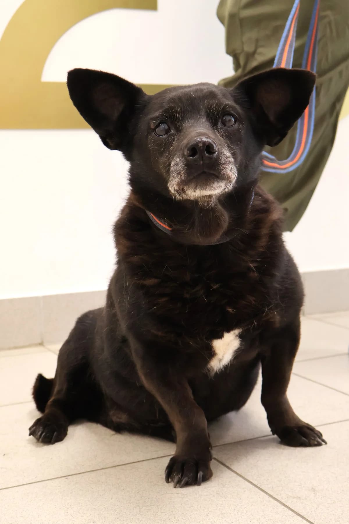 Berta, female senior Mixed Breed for adoption at Schronisko Lodz, Lodz