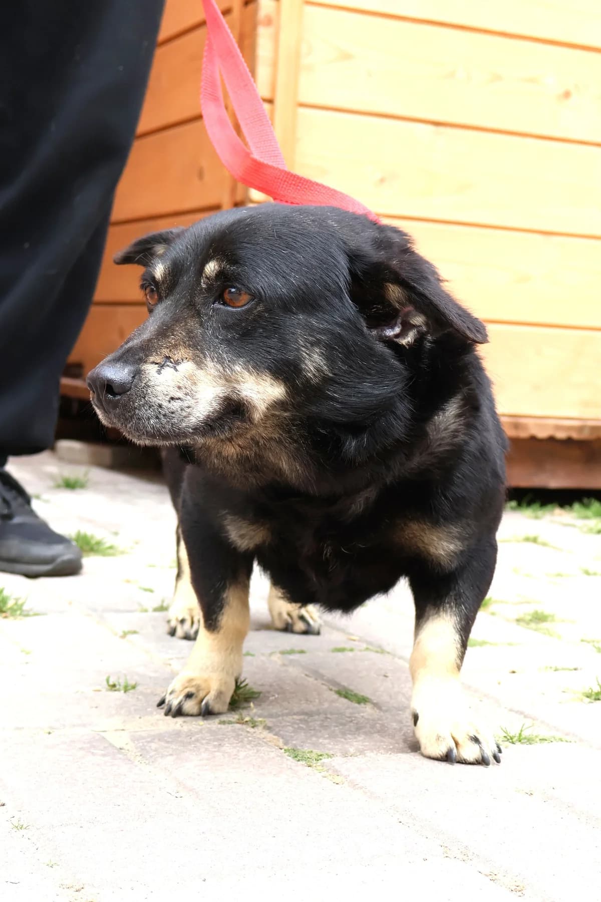 Alik, male senior Mixed Breed for adoption at Schronisko Lodz, Lodz
