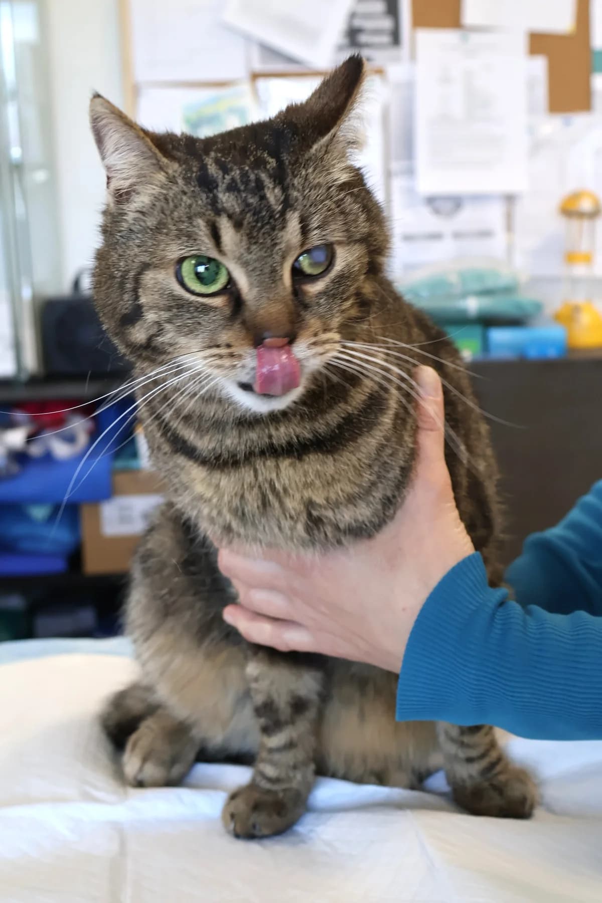 Łuska, female Mixed Breed for adoption at Schronisko Lodz, Lodz