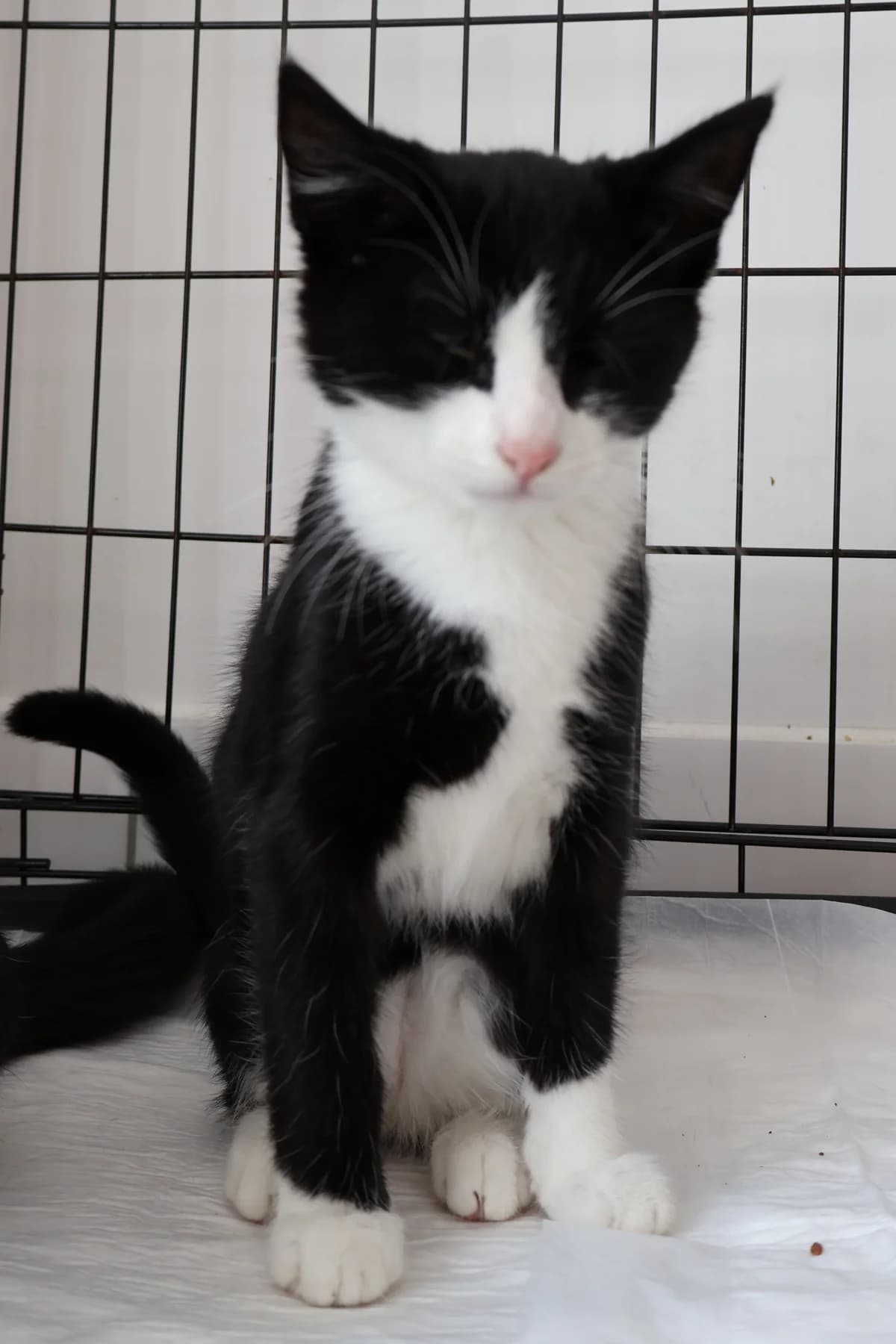 Muchomorek, male puppy Mixed Breed for adoption at Schronisko Lodz, Lodz