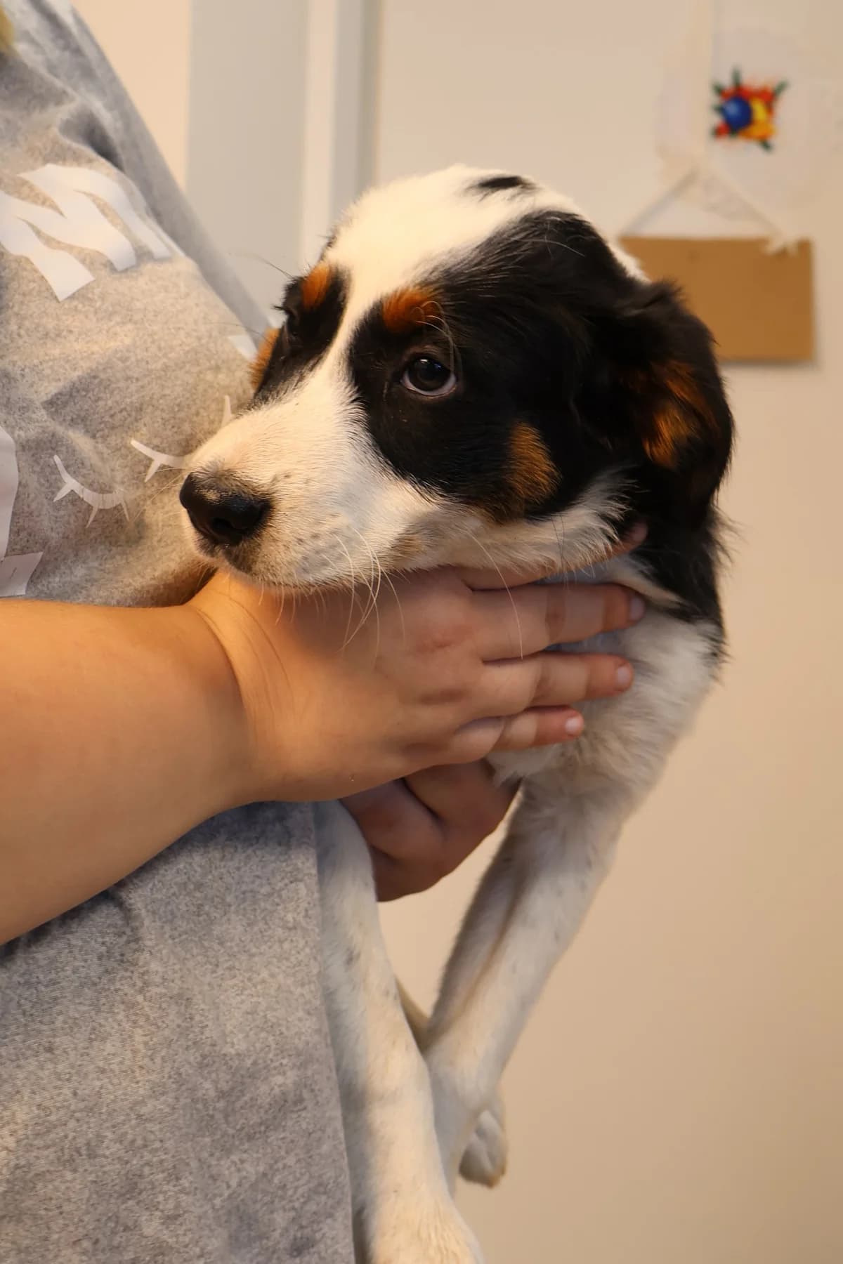 Bambus, male puppy Mixed Breed for adoption at Schronisko Lodz, Lodz