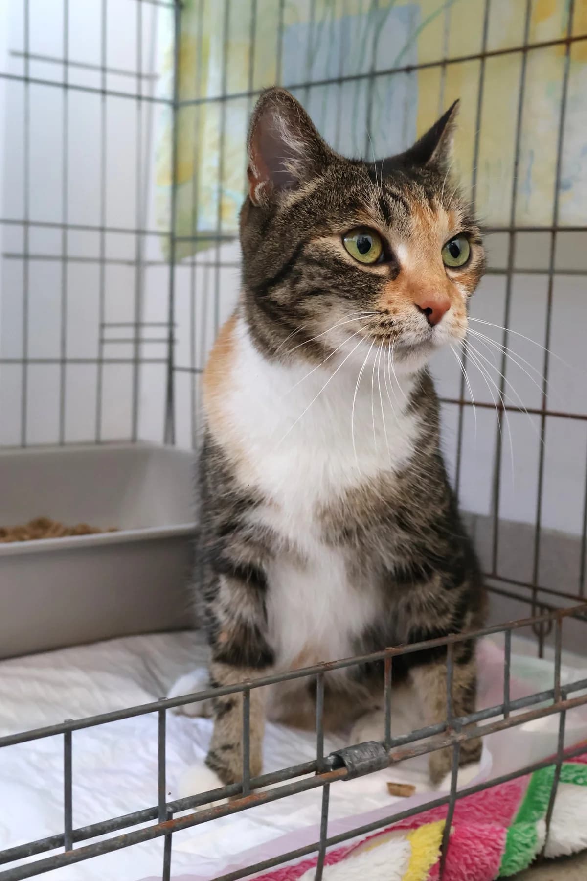 Gracja, female young Mixed Breed for adoption at Schronisko Lodz, Lodz