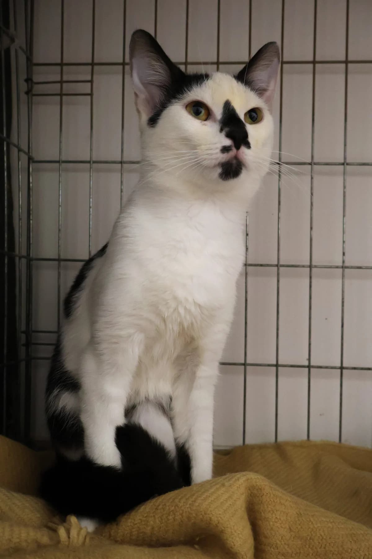 Papaj, male young Mixed Breed for adoption at Schronisko Lodz, Lodz