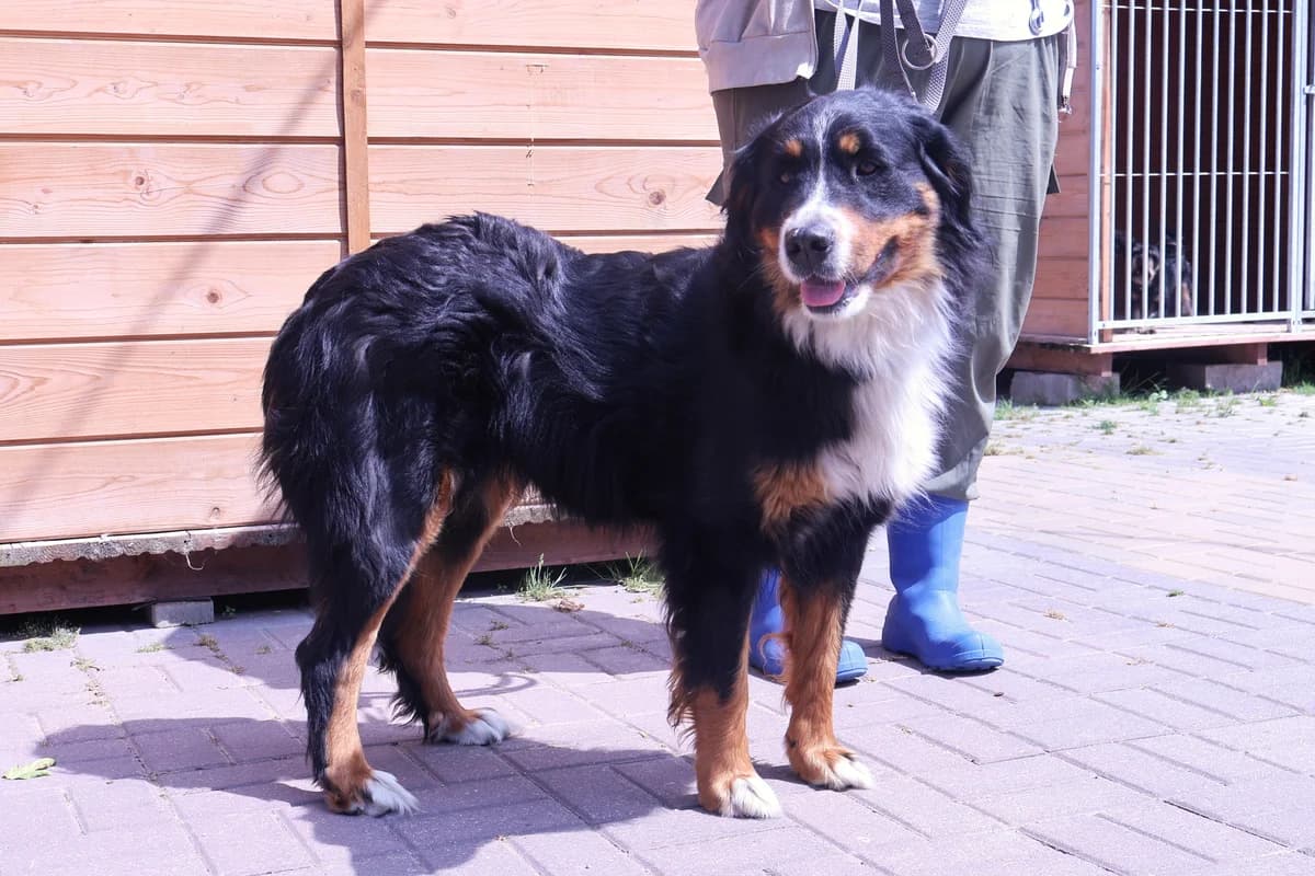 Beti, male 3yo Mixed Breed for adoption at Schronisko Lodz, Lodz