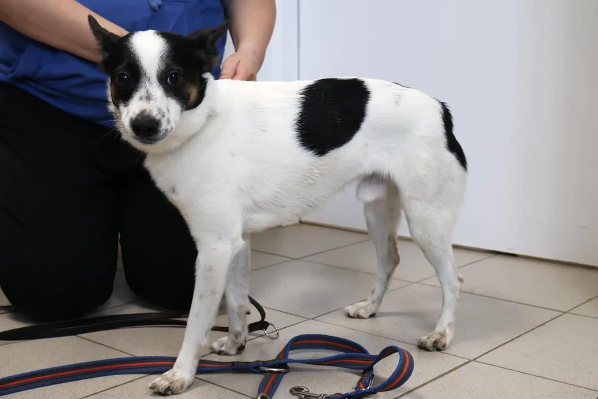 Gucio, male young Mixed Breed for adoption at Schronisko Lodz, Lodz