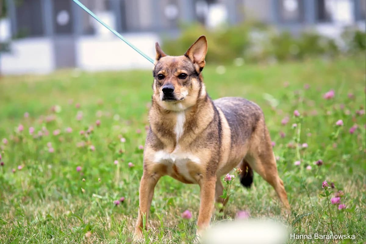 CZORTUS, Mixed Breed for adoption at Schronisko Lublin, Lublin