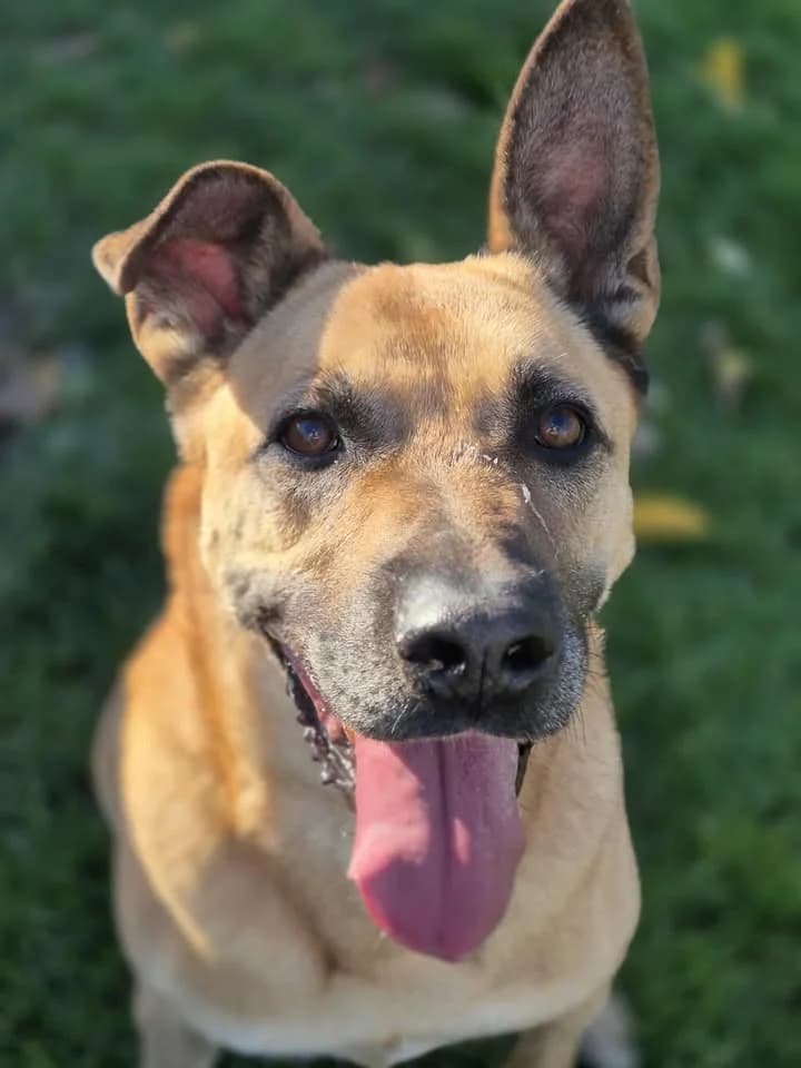 CZARUŚ, Mixed Breed for adoption at Schronisko Lublin, Lublin