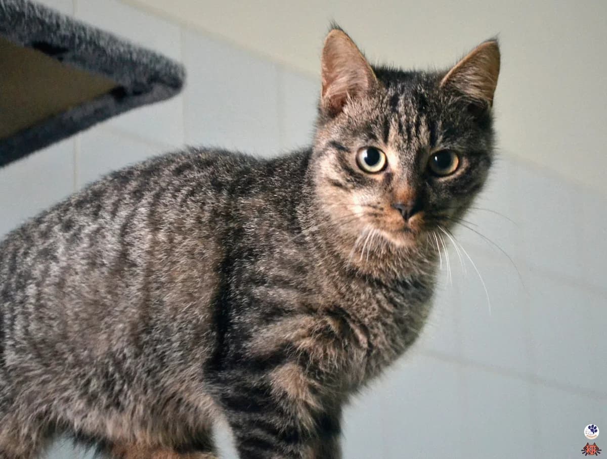 NIUNIO1, Mixed Breed for adoption at Schronisko Lublin, Lublin