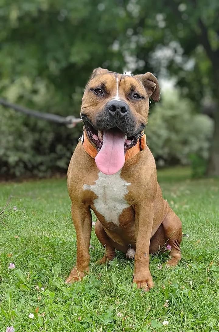 OZYRYS, Mixed Breed for adoption at Schronisko Lublin, Lublin